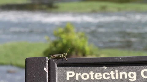 3133 Grasshopper on Protecting Sign Next to River Stock Footage 47086971