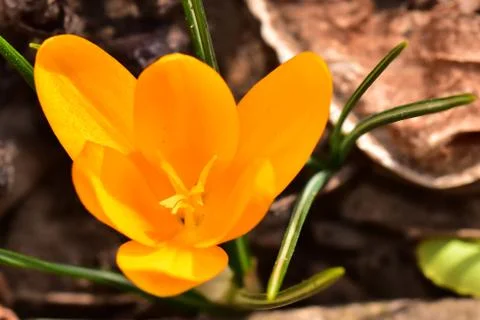 3136-yellow crocus Stock Photos