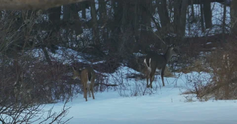 3166 Deers During Winter in Forest, 4K Stock Footage 47323860