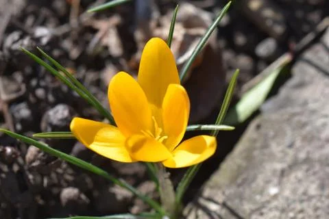 3170-yellow crocus Stock Photos