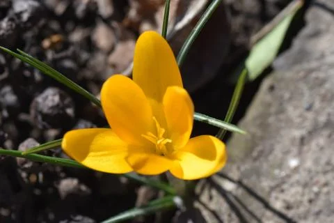 3171-yellow crocus Foto stock