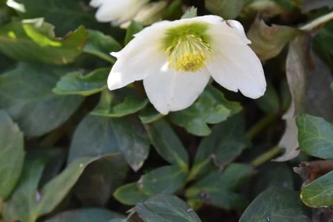 3173-white spring flower Stock Photos