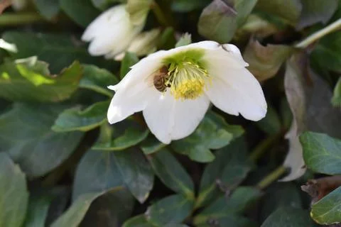 3183-white spring flower Stock Photos