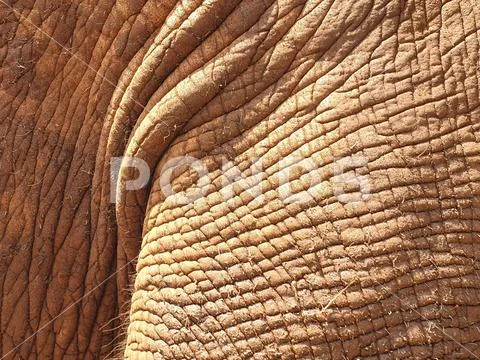 32 African Elephant close encounter sanctuary skin texture closeup Stock Photos