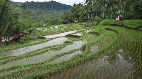 32 Bali HD P JPEG 25fps 10sec Video stock 2004607