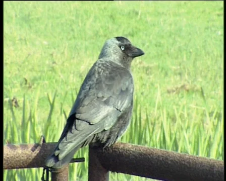 32 crow Stock Footage 371295