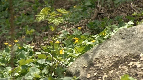 32-flowers in the wind 库存影片 126999651