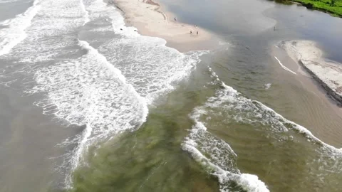 32 Palomino Stock Footage 135764803