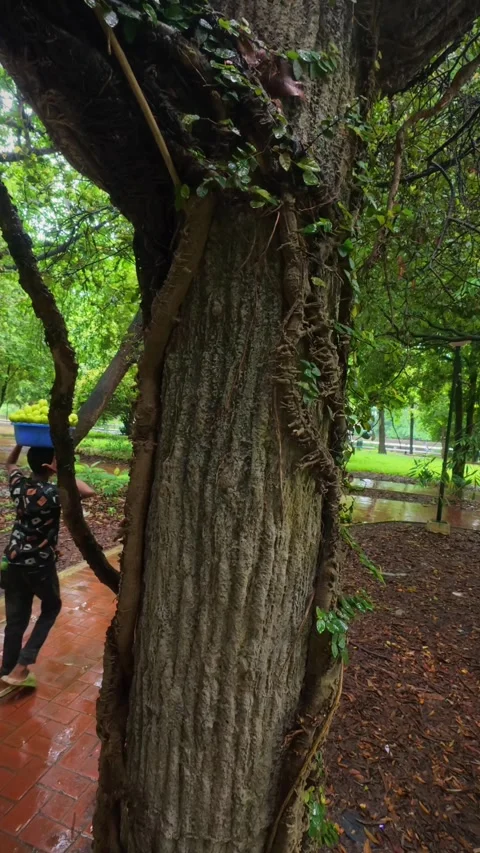 32 Slide Up Shot of Tree Covered with Vines and Small Leaves Stock Footage 313648838