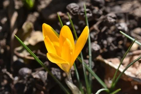 3206-yellow crocus Stock Photos