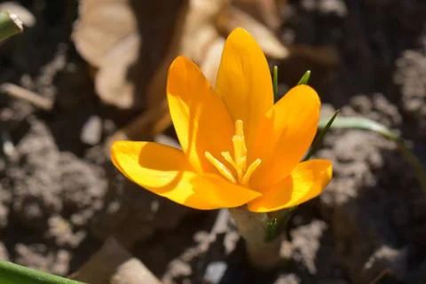 3208-yellow crocus Stock Photos