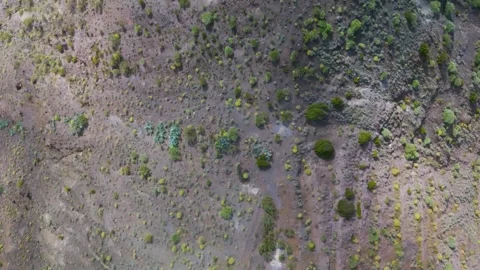 Top Down Valley Ridge, Vallehermoso, La Gomera, Canary Islands - Aerial Drone Top Down Valley Ridge, Vallehermoso, La Gomera, Canary Islands - Aerial Drone