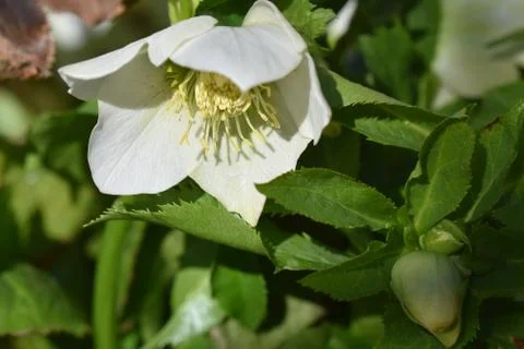 3214-white spring flower Stock Photos