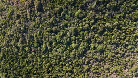 Top Down Aerial View of Lush Green Pozzaccio Hillside, Corsica