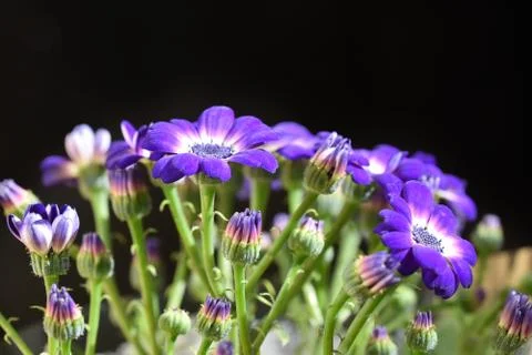 3220-blue spring flowers Stock Photos