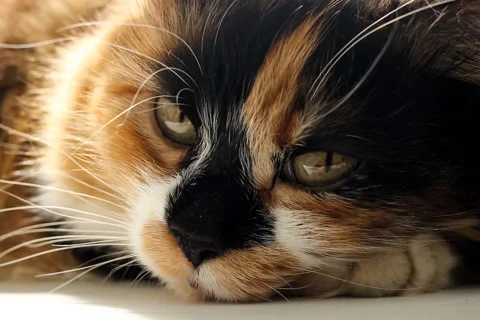 322Z cat 2 Stock Footage 170241523