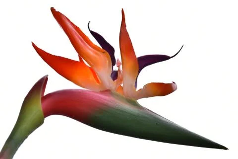 3255-exotic flower Foto stock