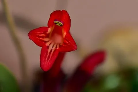 3282-red flower Stock Photos
