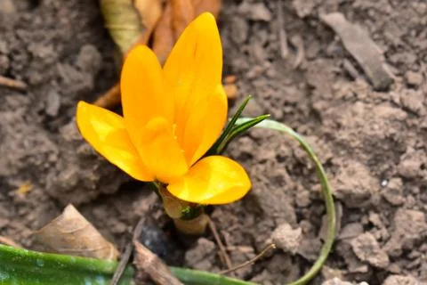 3286-yellow crocus Stock Photos