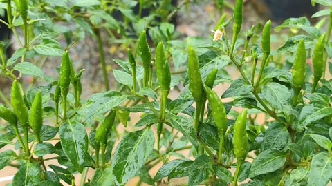 32s Macro: Heavy Green Chili Harvest in Tropical Rain - 4K ASMR Stock Footage 328057486