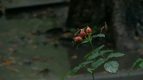 33-berries, rain 库存影片 126999654
