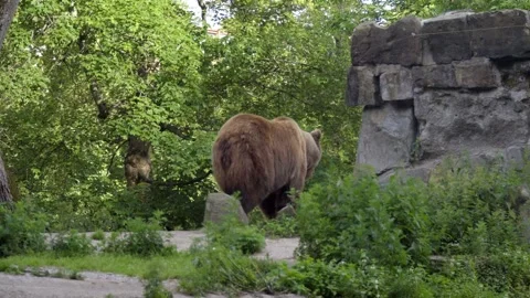 33 brown bear walks through the forest, wild animal Stock Footage 265757507