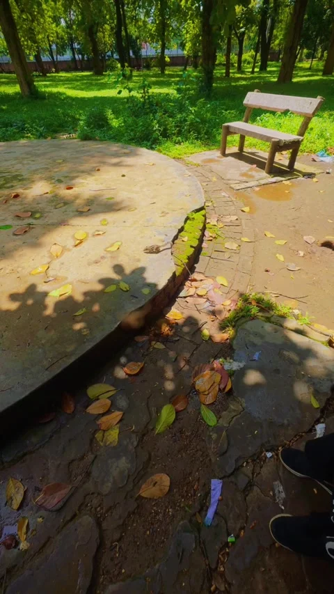 33 Squirrel Foraging on Park Ground in Natural Surroundings Stock Footage 313648835