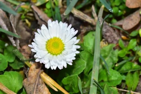 3351-small spring flower Stock Photos
