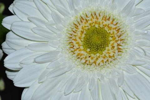 3375-white gerber Stock Photos