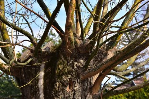 3383-big tree Stock Photos