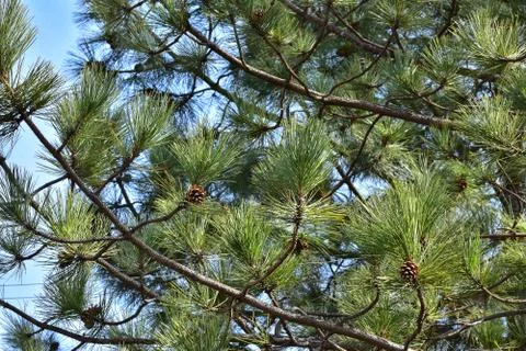 3384-big tree Foto stock