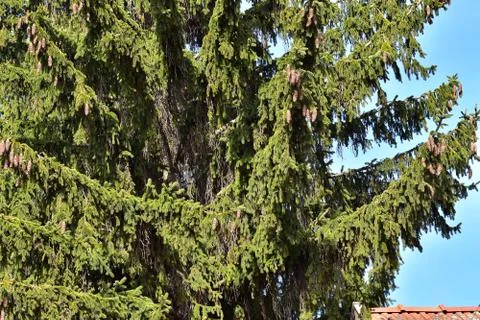 3388-big tree Stock Photos