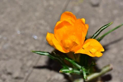 3396-yellow crocus Stock Photos