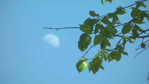 33Z 10 Stock Footage 344004285