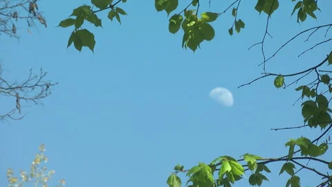 33Z 11 Stock Footage 344004432