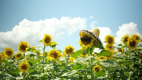 33Z 17 Stock Footage 344005143