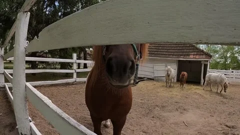 34 pony Stock Footage 309094835