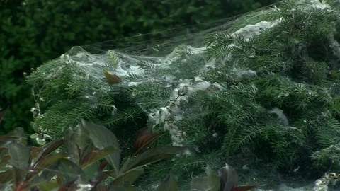 34-Poplar fluff 库存影片 127061715