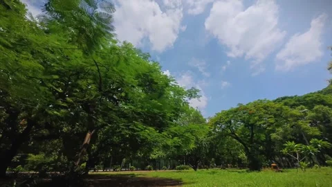 34 Timelapse of Cloud Movement Over Park with Trees and Road Stock Footage 313648824