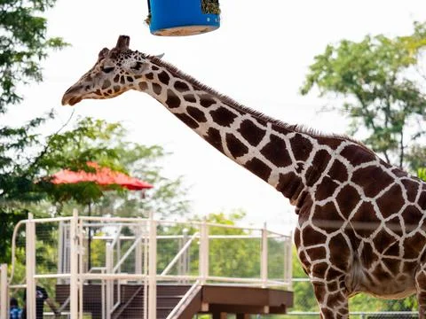 3/4 view of tall giraffe. Side view Stock Photos