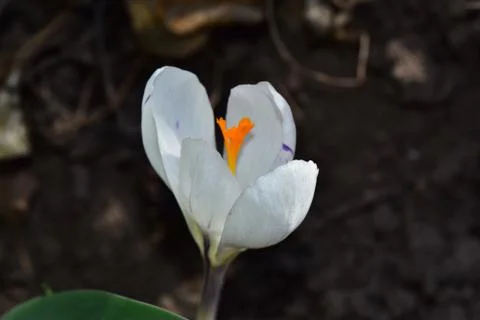 3402-white crocus Stock Photos