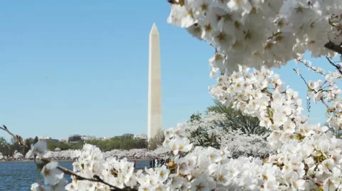 3408 Cherry Blossoms and Lake by Washington Monument in DC, 4K Stock Footage