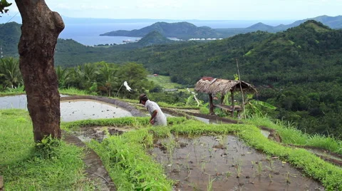 35 Bali HD P JPEG 25fps 15sec Video stock 2005612
