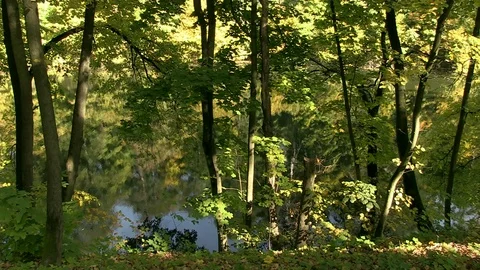 35-forest, lake, reflection 库存影片 127061748