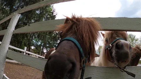 35 pony2 Stock Footage 309094874