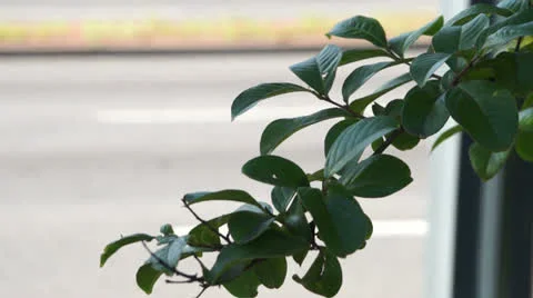 35 Tree Branch By Busy Road Stock Footage 26253208