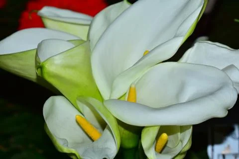 3566-white calla Stock Photos