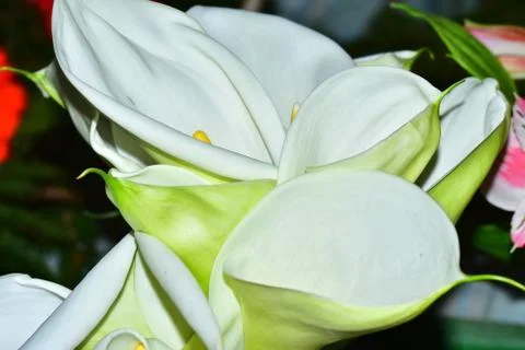 3567-white calla Foto stock
