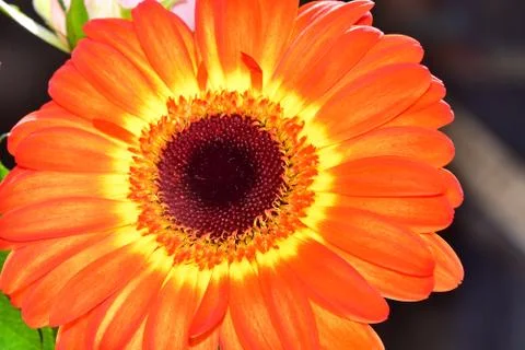 3575-orange gerber Foto stock