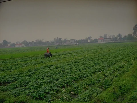 35MM 2K EXT DAY-QUQNG NIHN , VIETNAM- FARMING, ANIMALS Stock Footage 75374082